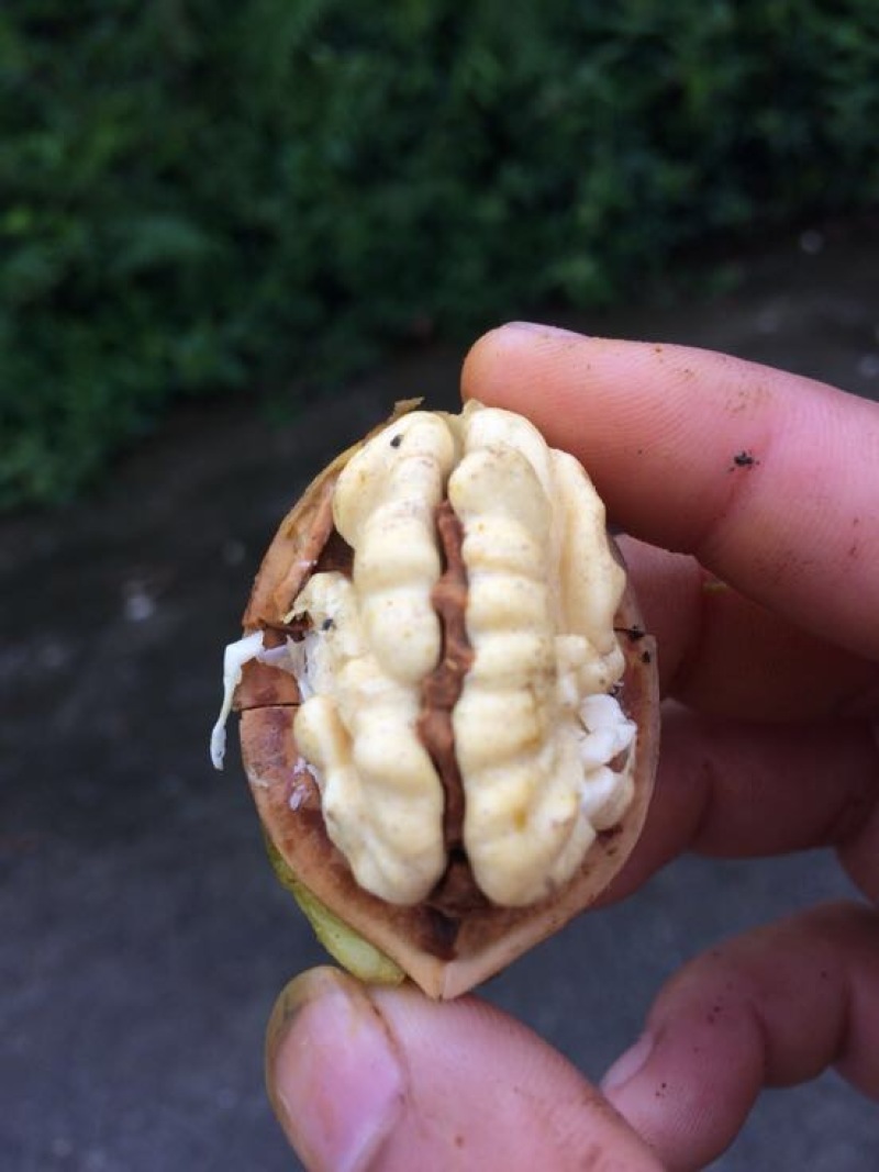 青皮核桃30mm以上青皮湿