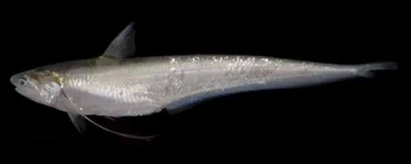 6、刀鱼全身的鳞和银白色油脂层中还含有一种抗癌成分——6