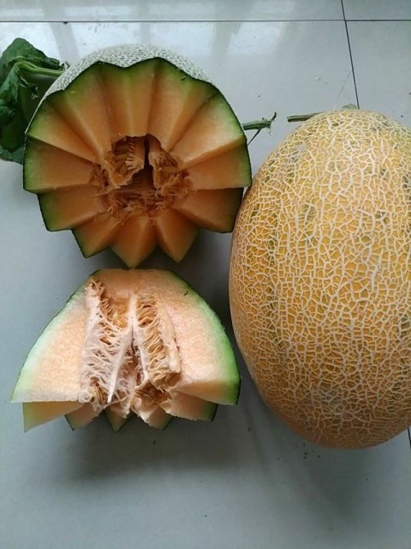 哈密瓜