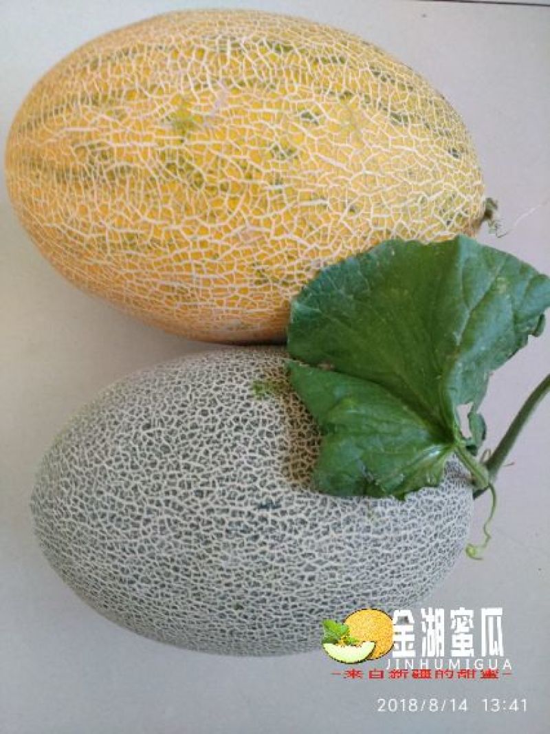 哈密瓜