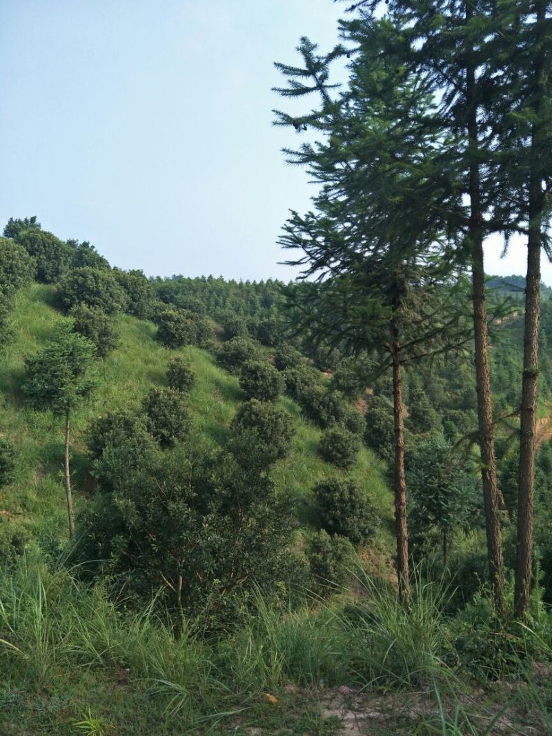 杨梅树
