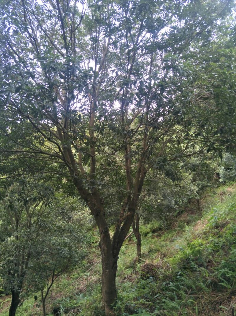 杨梅树
