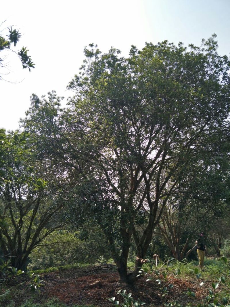 杨梅树