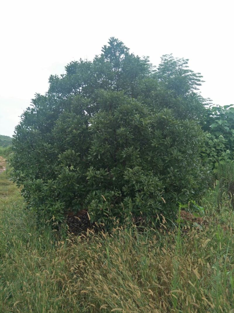 杨梅树