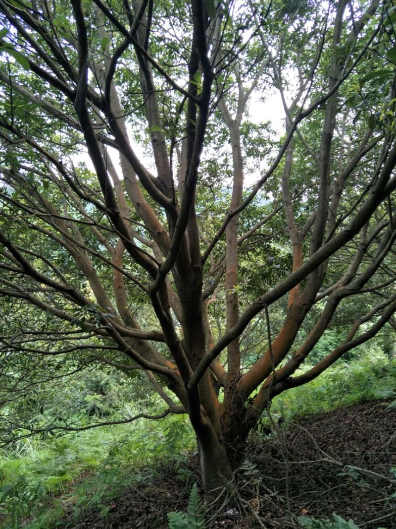 杨梅树