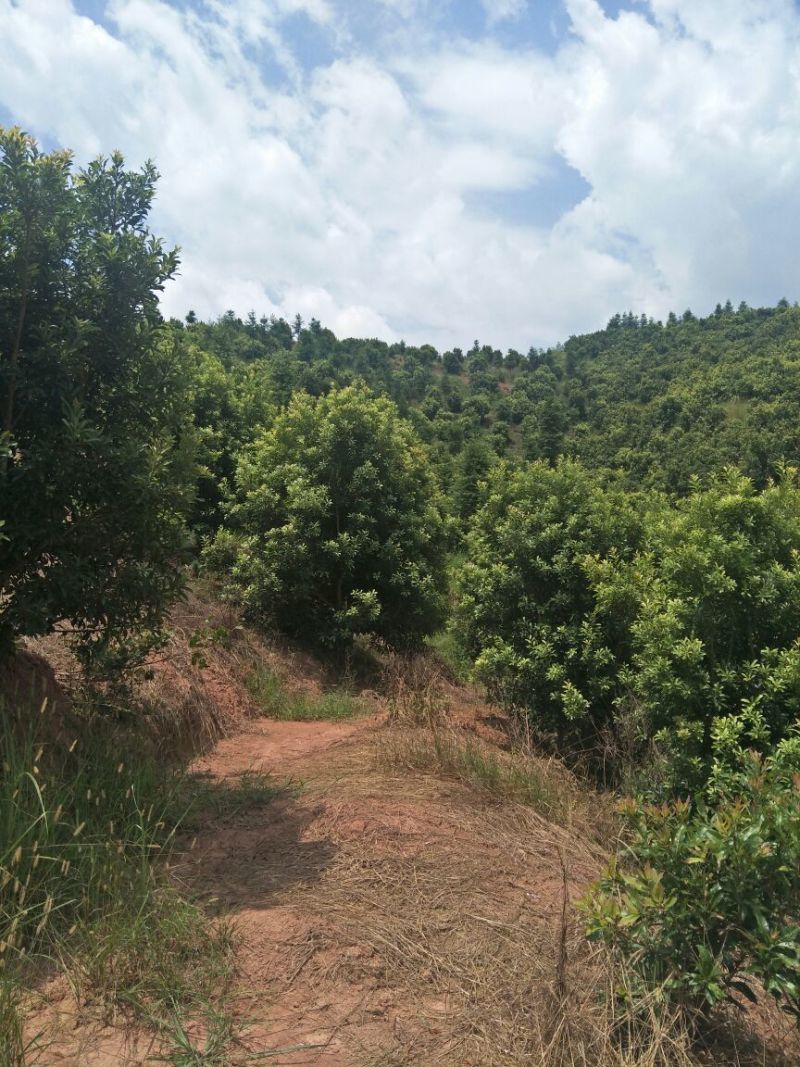 杨梅树
