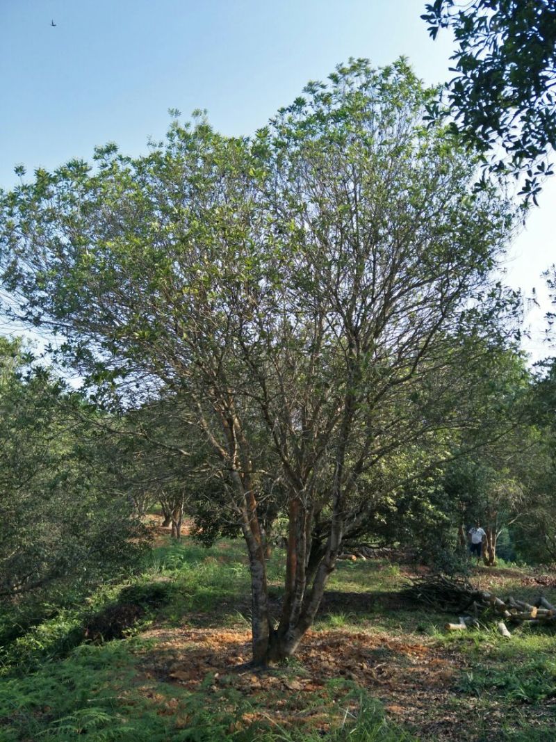 杨梅树