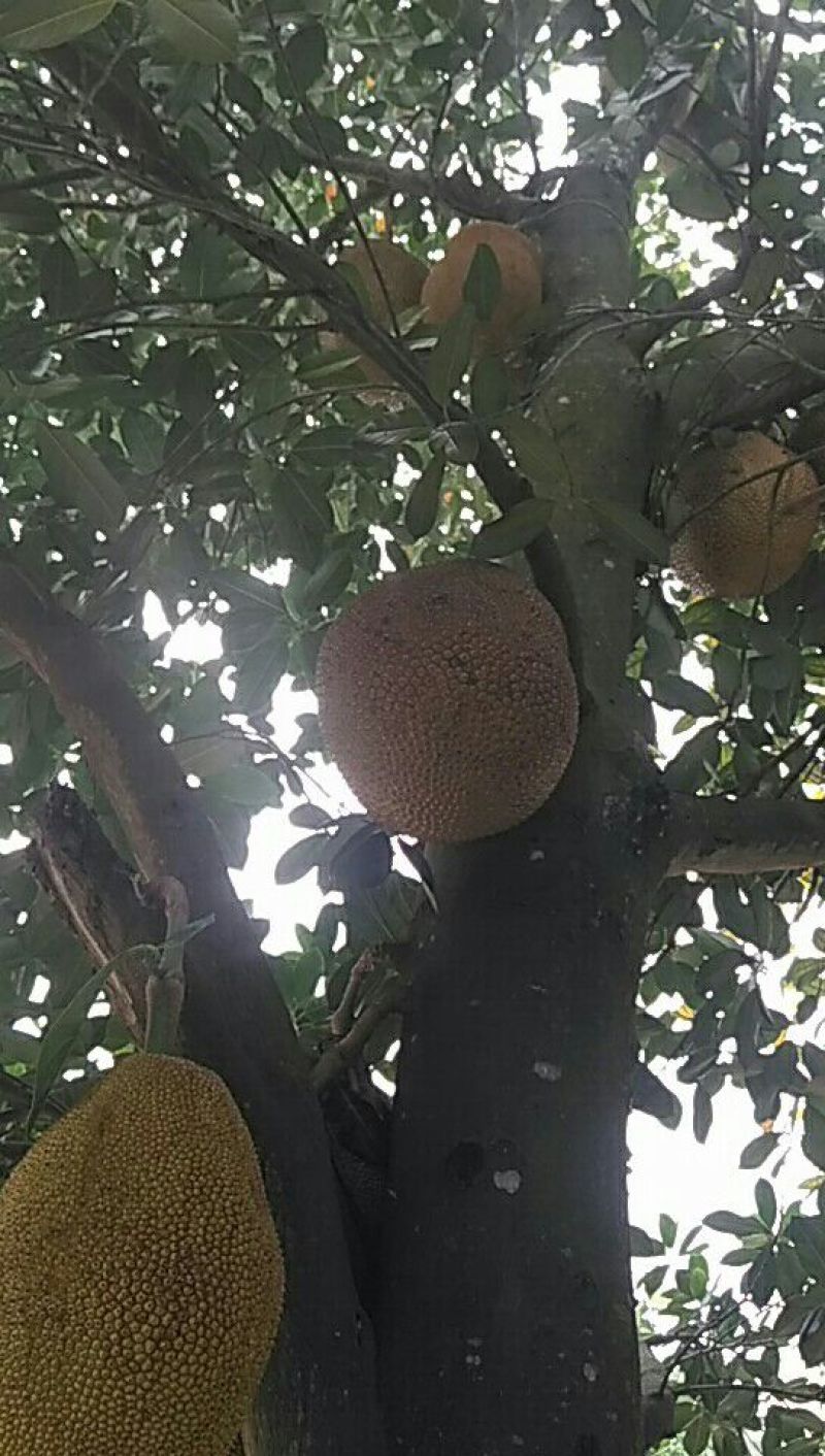 菠萝蜜10起步