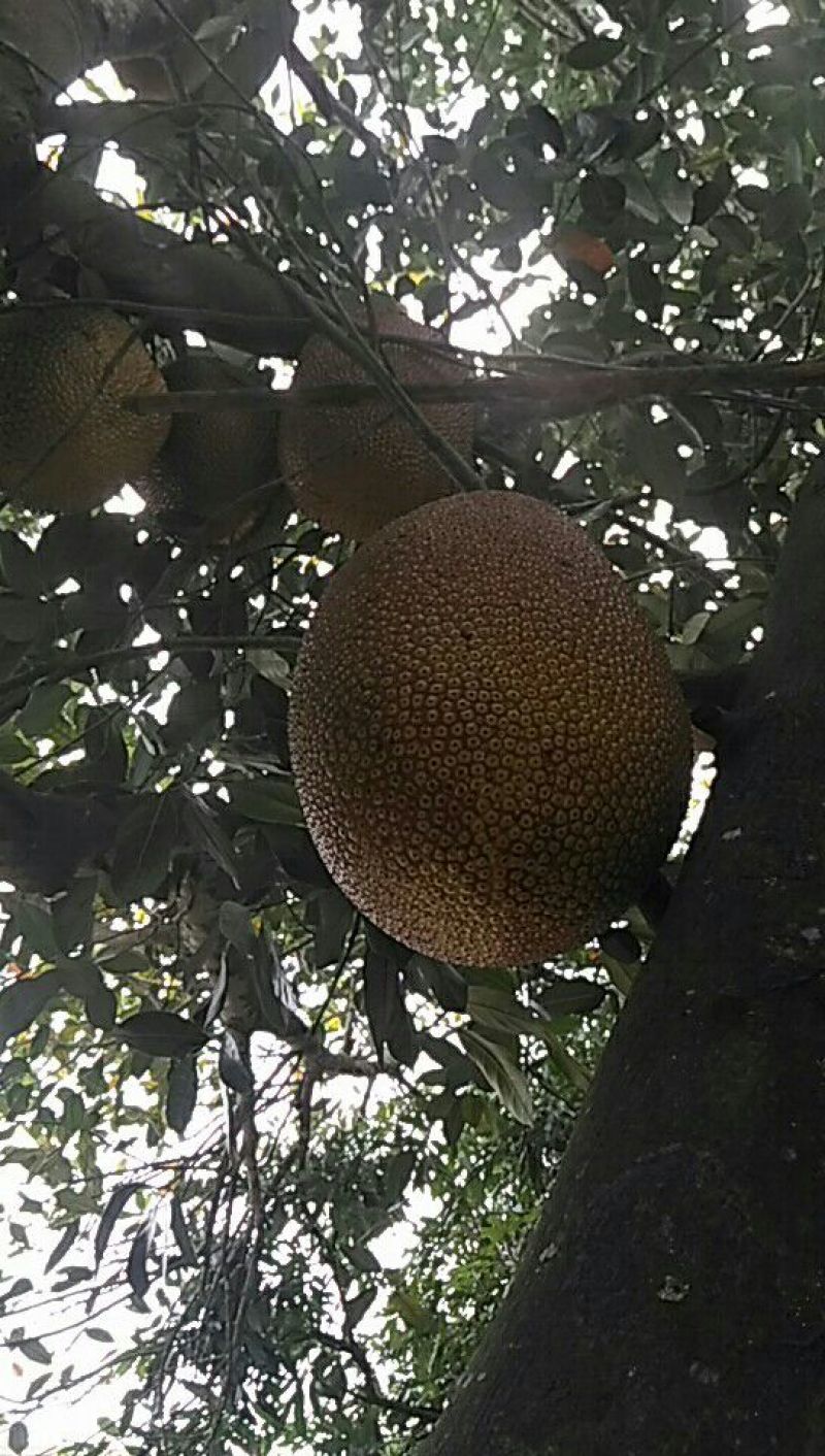 菠萝蜜10起步