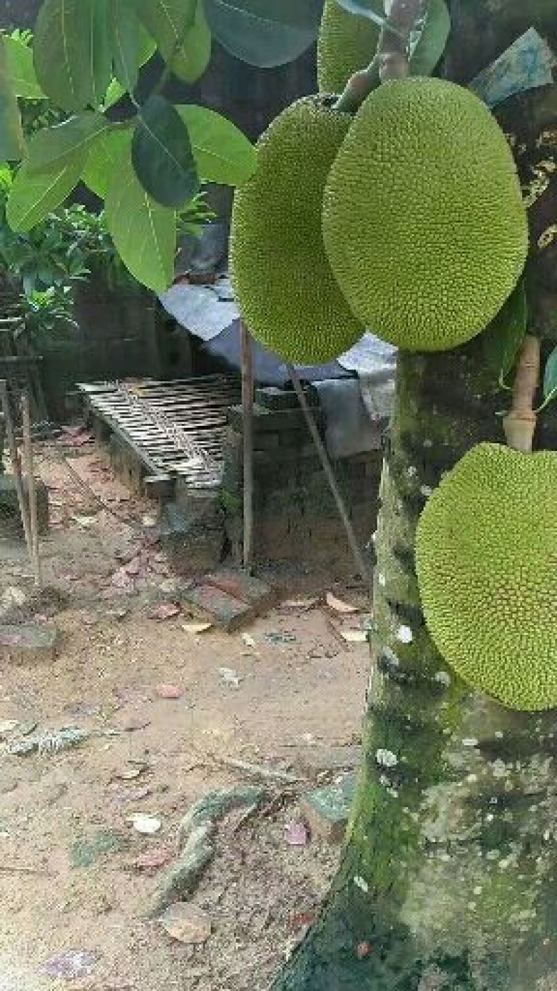 菠萝蜜
