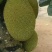 菠萝蜜