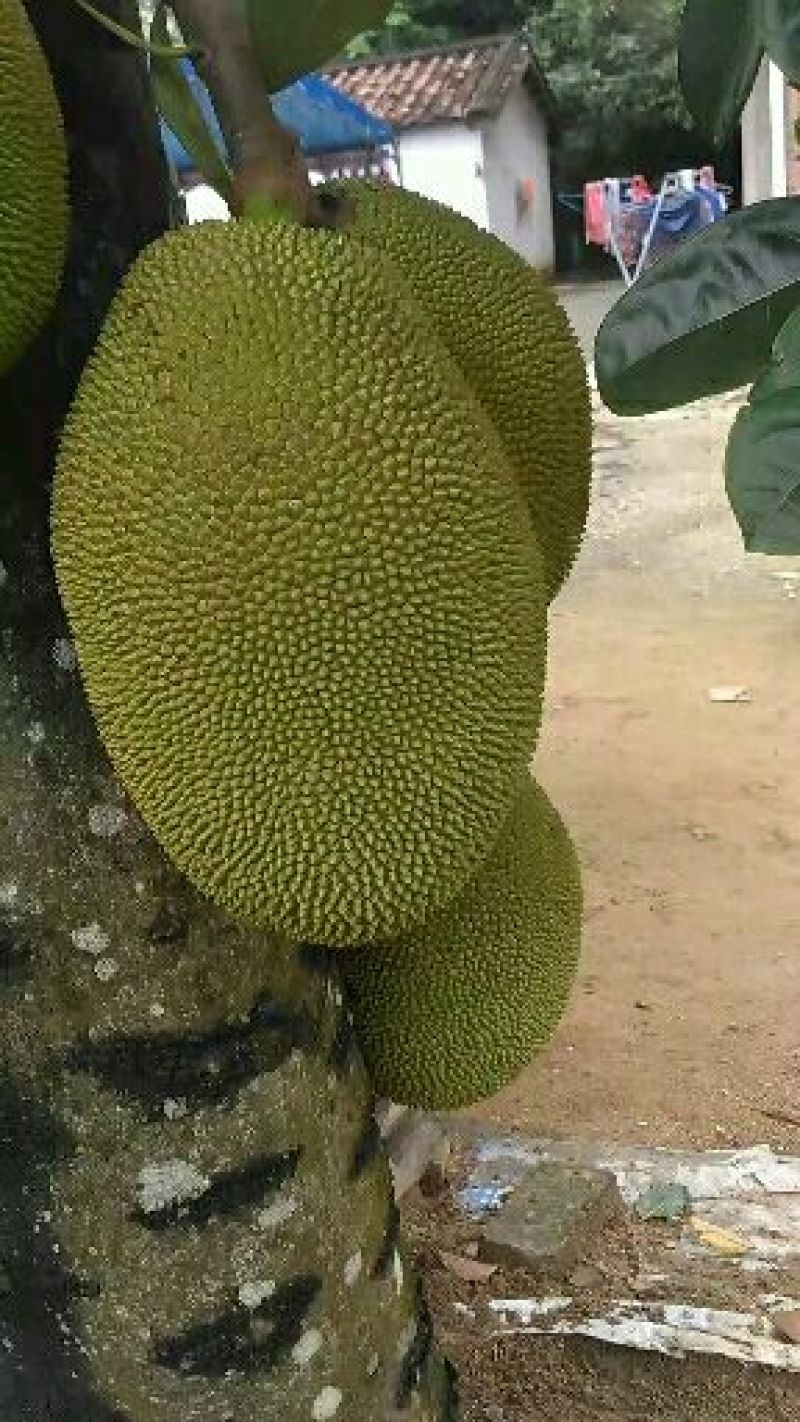 菠萝蜜