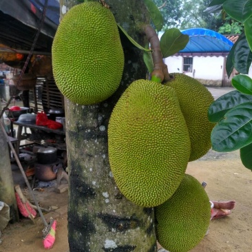 菠萝蜜