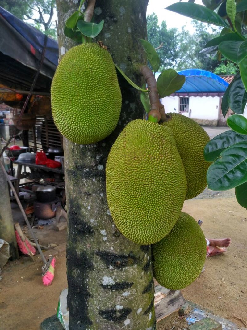 菠萝蜜