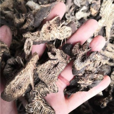 升麻统货