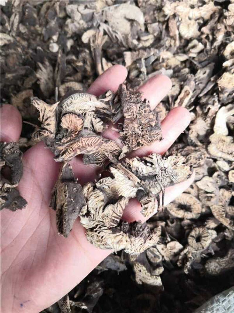 升麻统货
