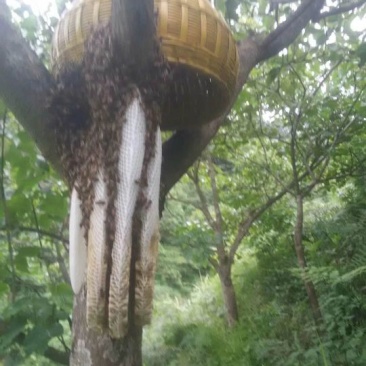 纯野生蜂蜜