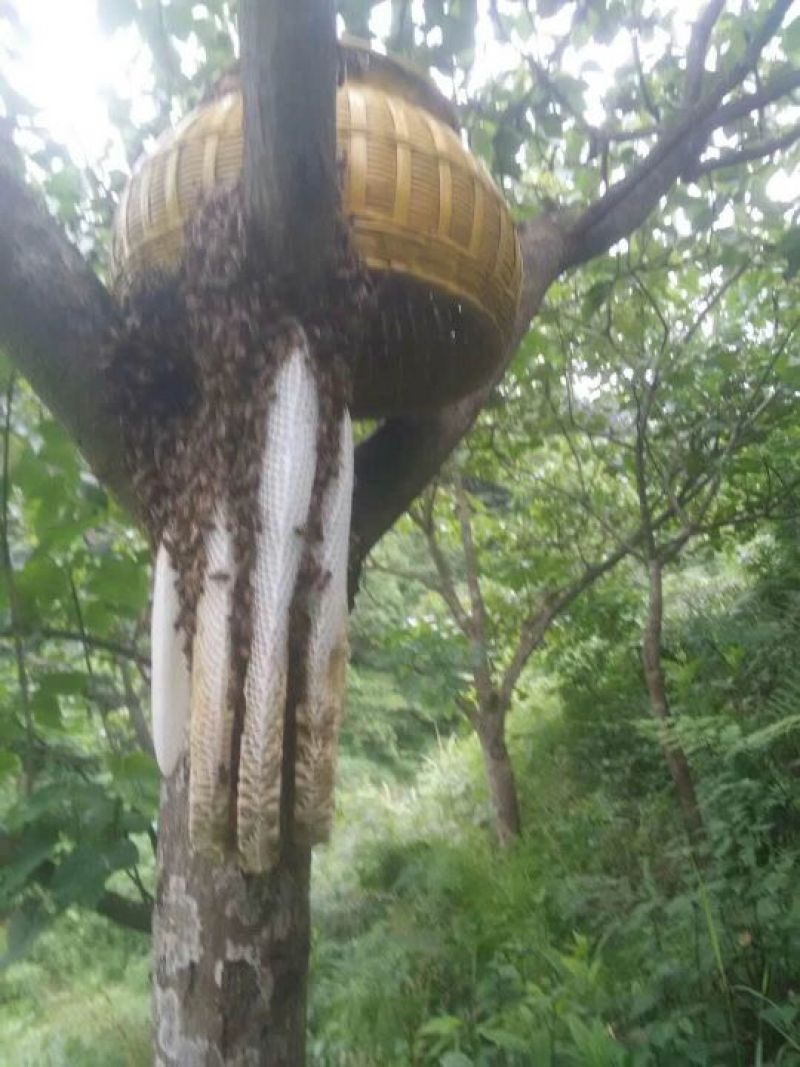 纯野生蜂蜜