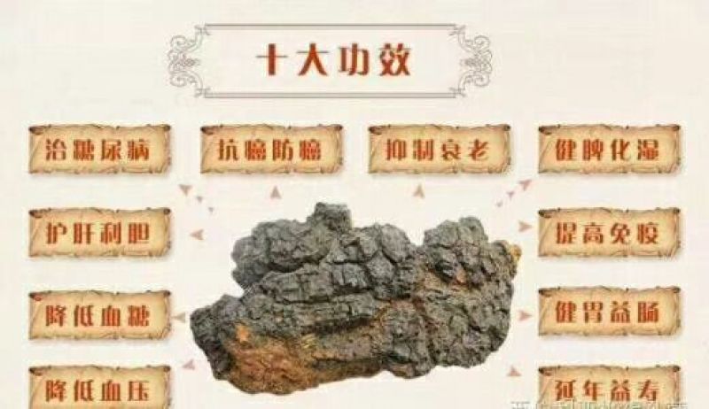 俄罗斯华树蓉
