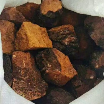 俄罗斯华树蓉