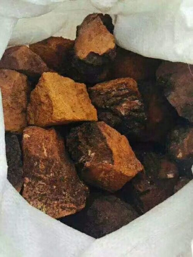 俄罗斯华树蓉