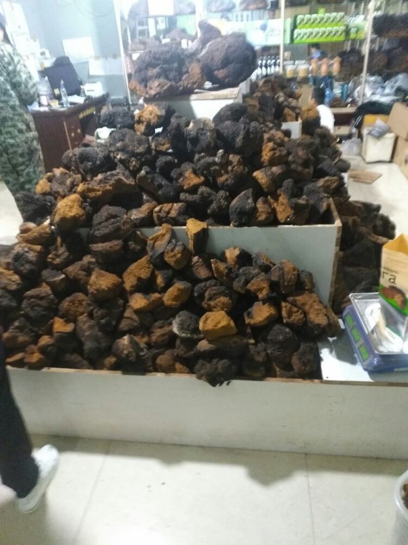 俄罗斯华树蓉