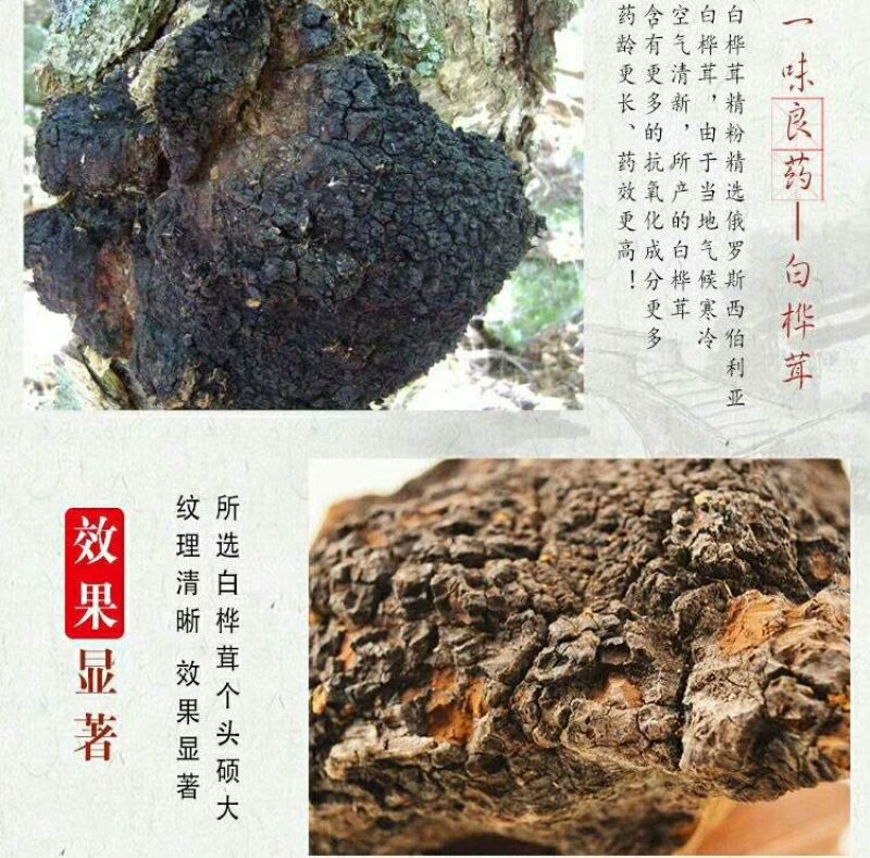 俄罗斯华树蓉