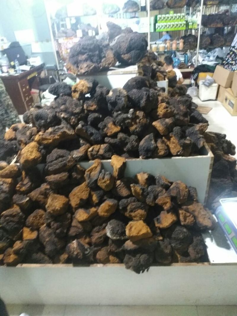 俄罗斯华树蓉
