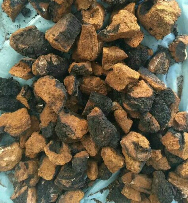 俄罗斯华树蓉