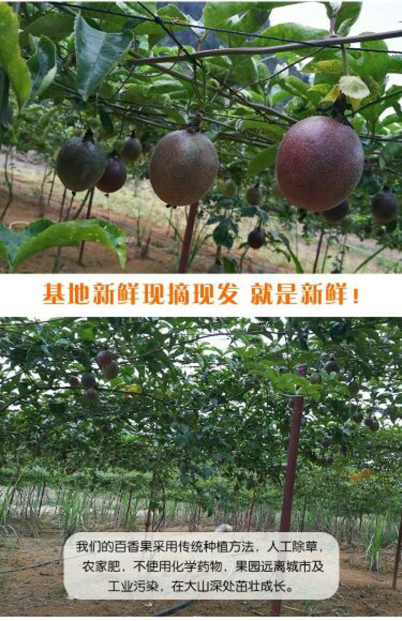 百香果