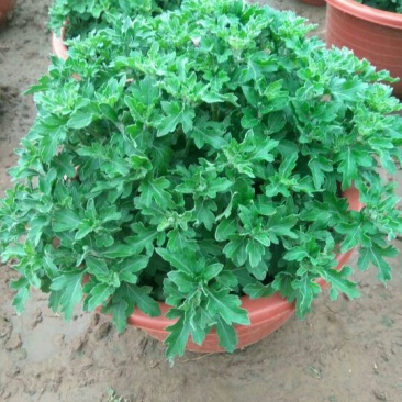 品种菊花