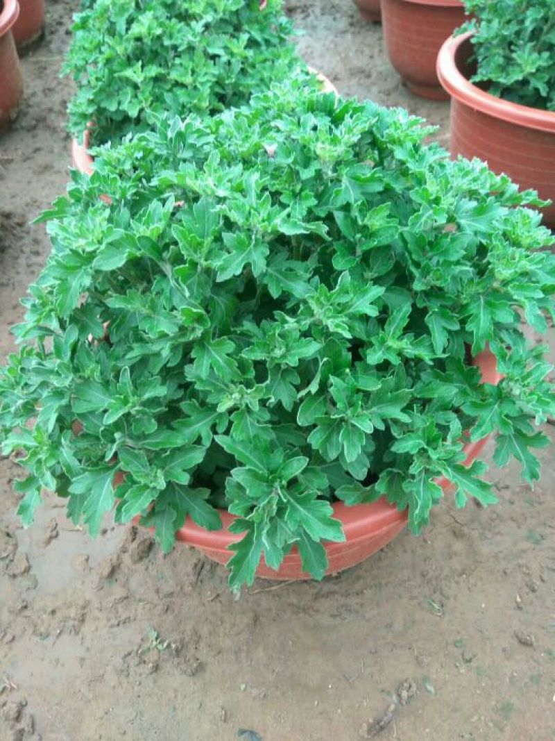 品种菊花