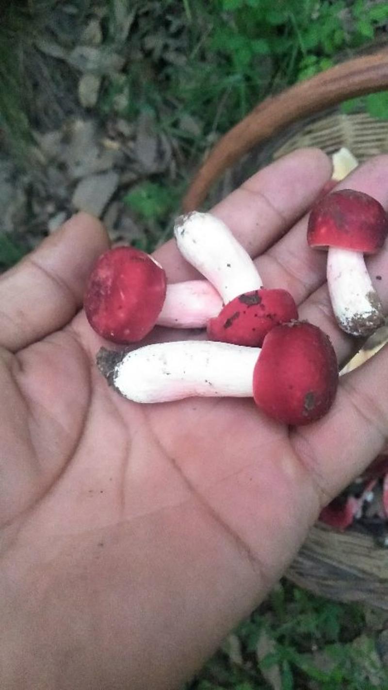 大红菌，伏牛山特产。野生红蘑菇。。自然的，野生的。