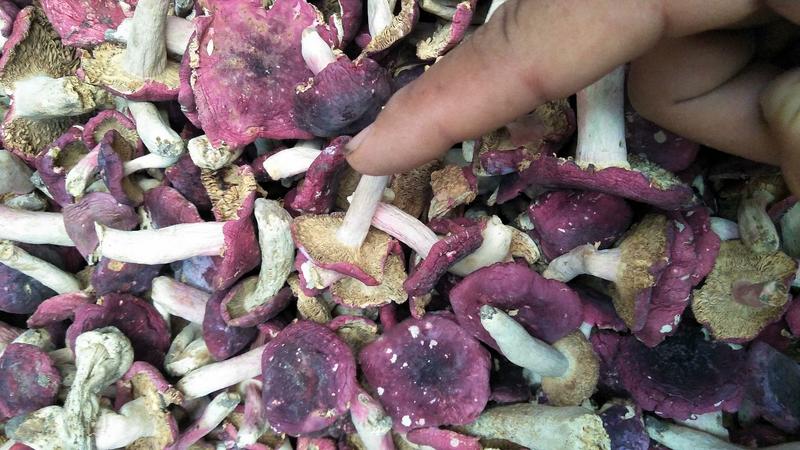 大红菌，伏牛山特产。野生红蘑菇。。自然的，野生的。