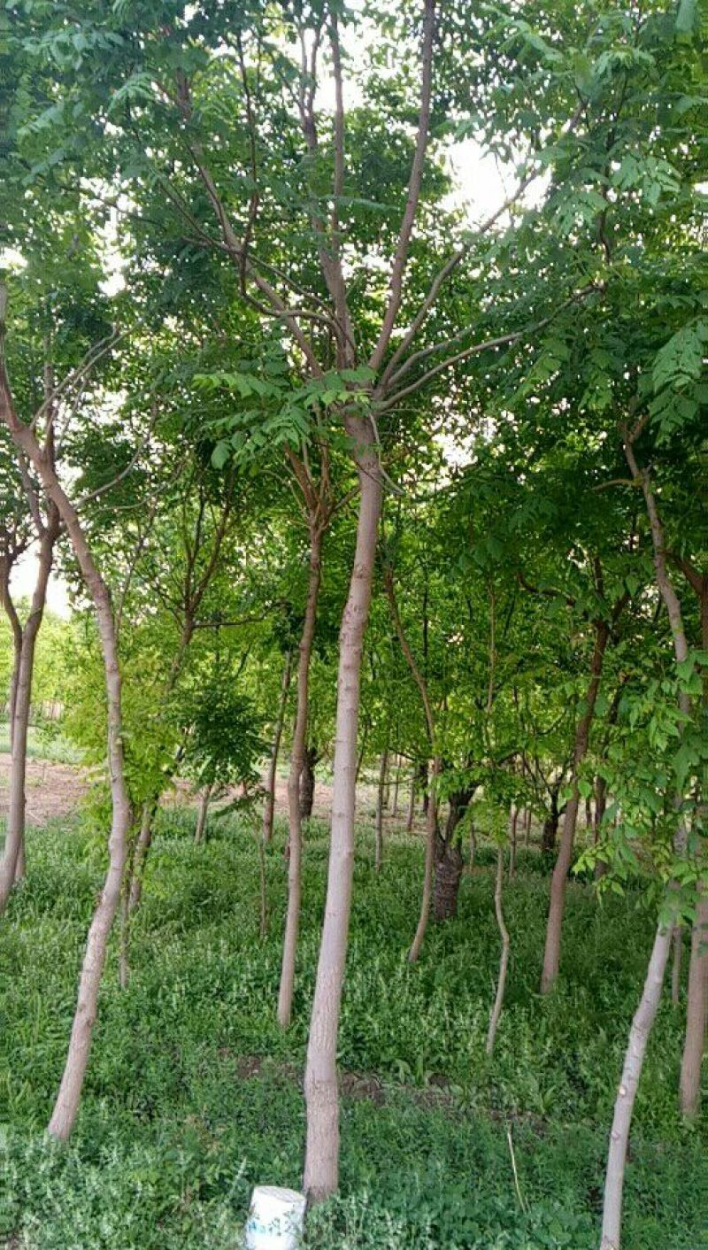 栾树10公分
