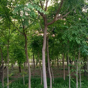 栾树10公分