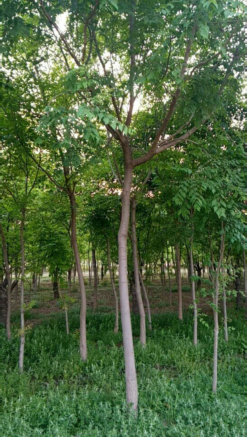 栾树10公分