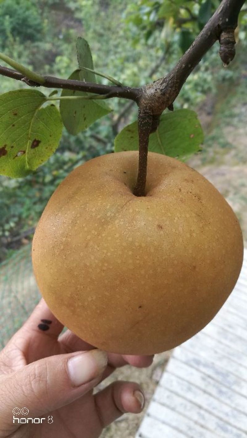 金秋梨，袋果