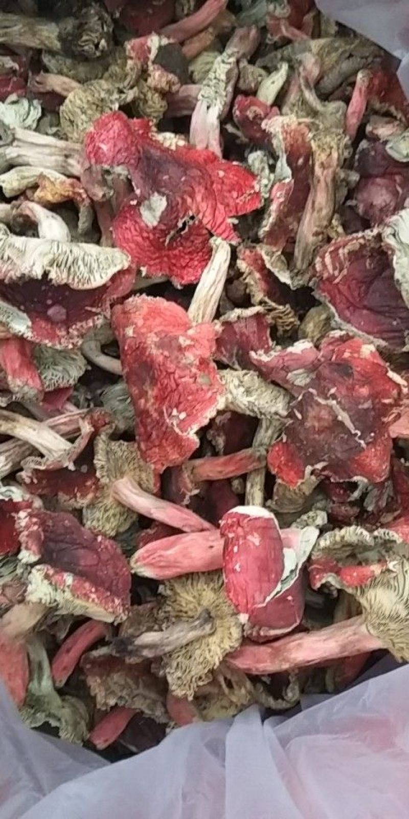 红菇开菇