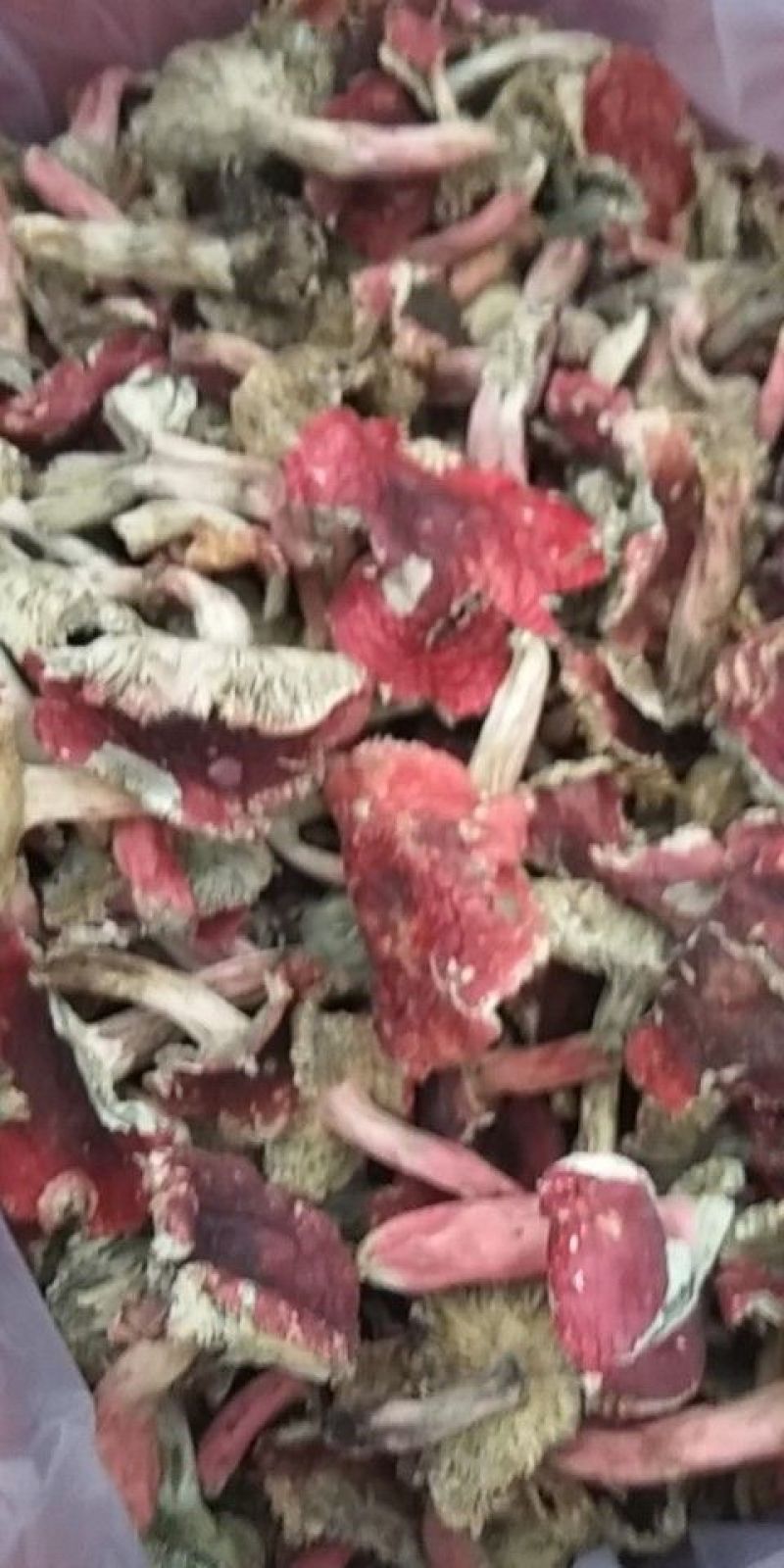 红菇开菇