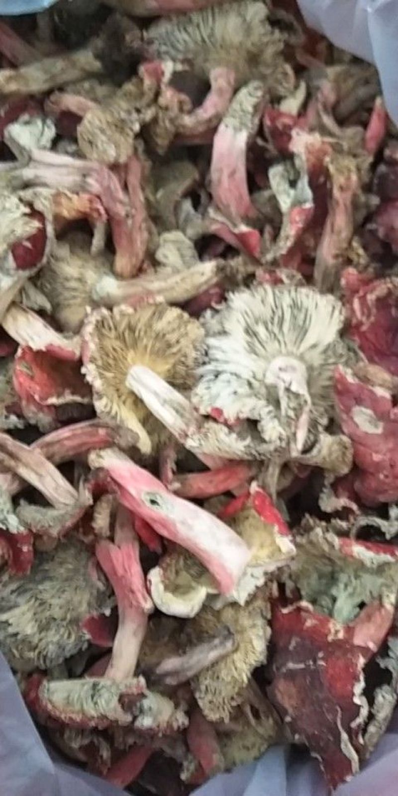 红菇开菇