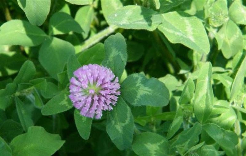 红三叶种子净籽春秋播种发芽快包发芽