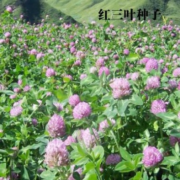 红三叶种子净籽春秋播种发芽快包发芽