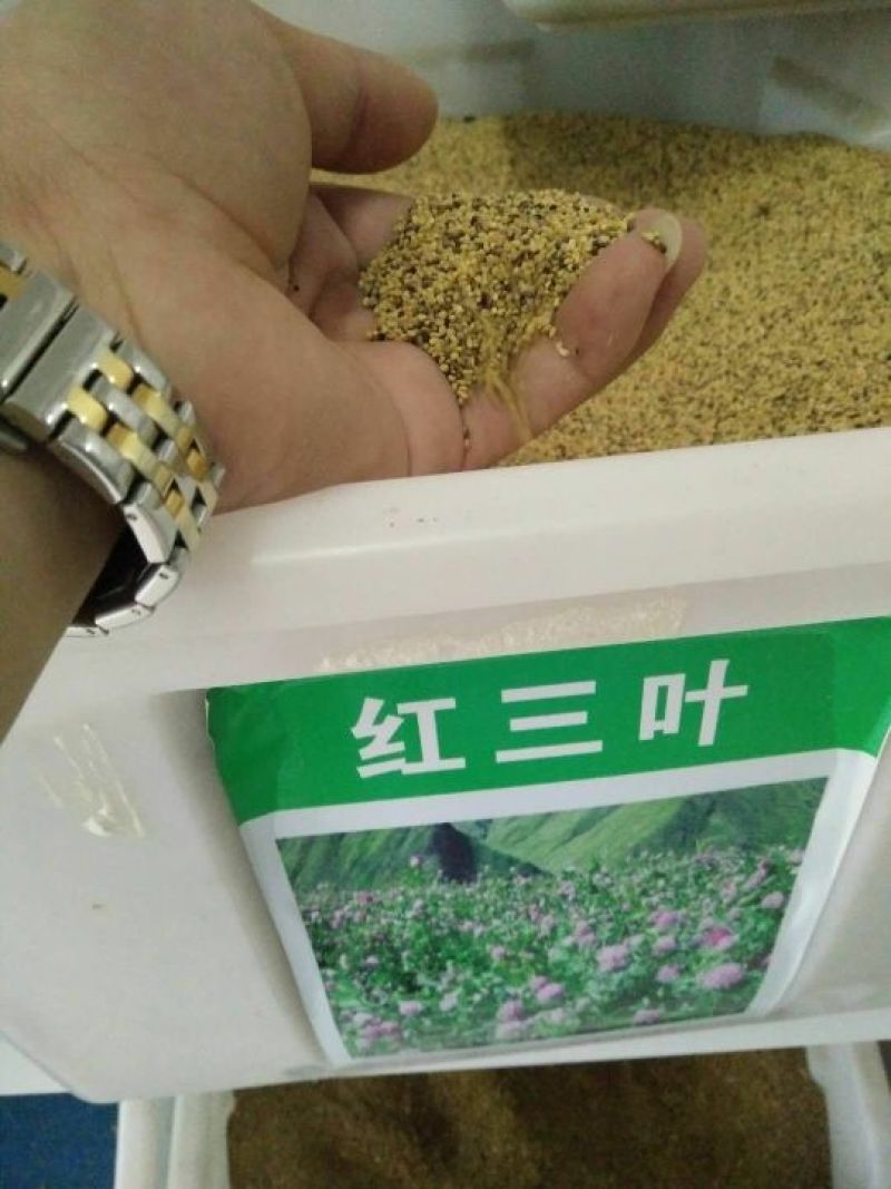 红三叶种子净籽春秋播种发芽快包发芽