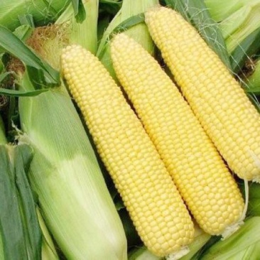 黄甜水果玉米🌽预售期间支持线上交易
