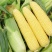 黄甜水果玉米🌽预售期间支持线上交易
