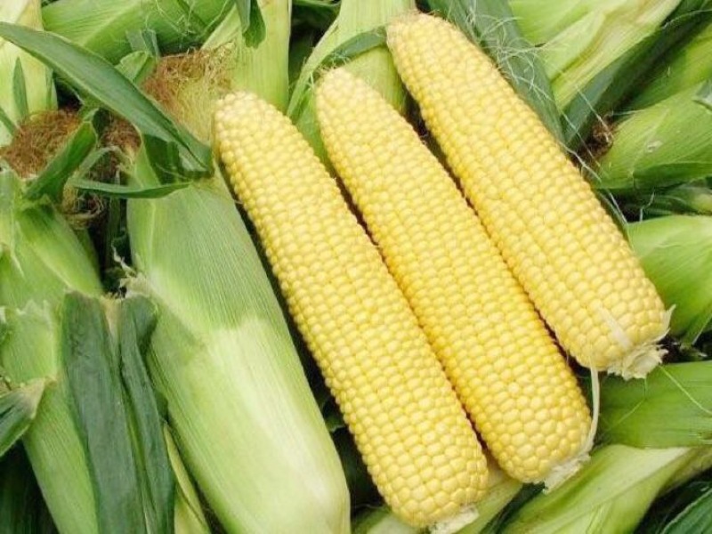 黄甜水果玉米🌽预售期间支持线上交易