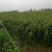 沂蒙山小米，