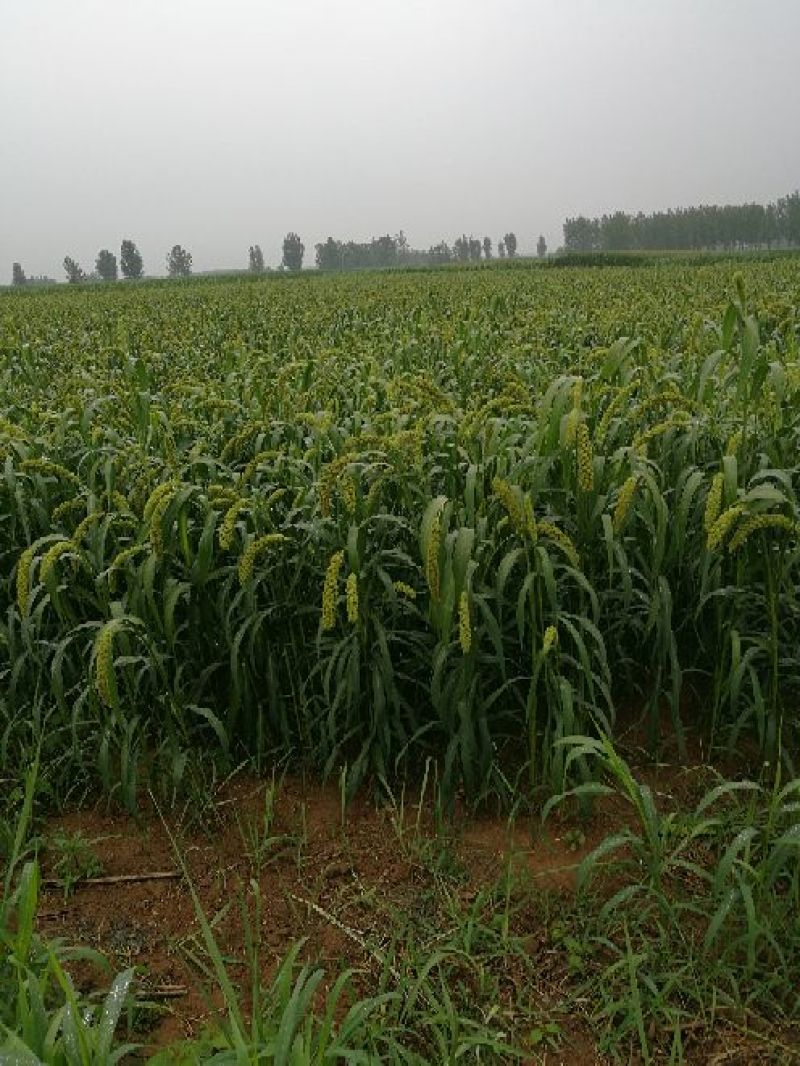 沂蒙山小米，