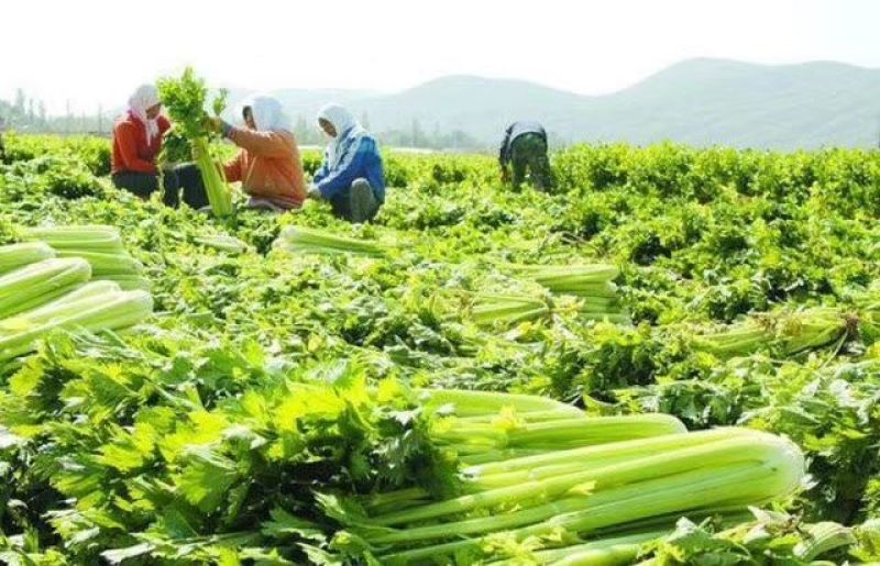 常年提优质杂交西芹苗，百利，皇后～文图拉~西芹王。诚信经